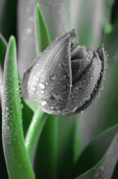 Tulipán flor con gotas de agua —  Fotos de Stock