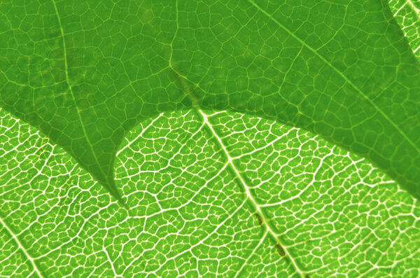 leaf macro texture