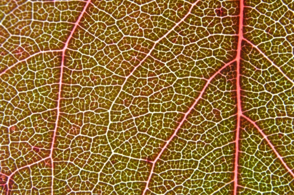 Macro Texture des feuilles — Photo