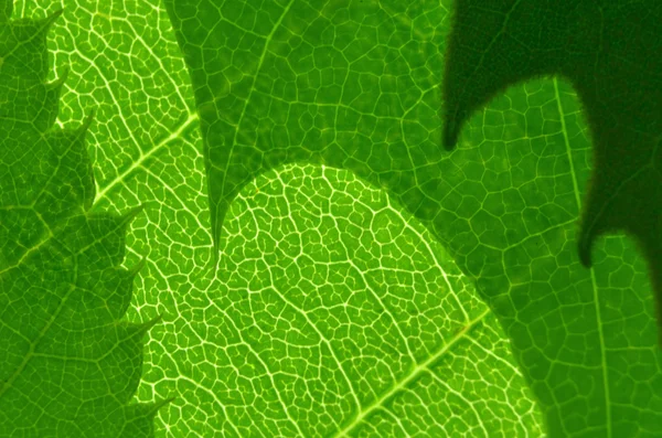 Makrostruktur der Blätter — Stockfoto