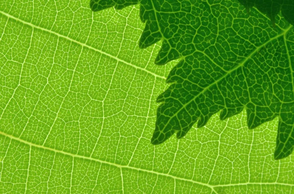 Макротекстура Leaf — стоковое фото