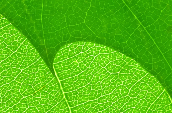 Макротекстура Leaf — стоковое фото
