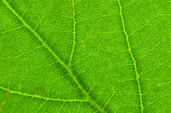 Hoja Macro Textura — Foto de Stock