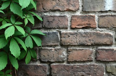 eski tuğla duvar asma ile