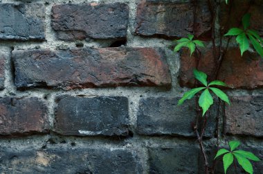 eski tuğla duvar asma ile