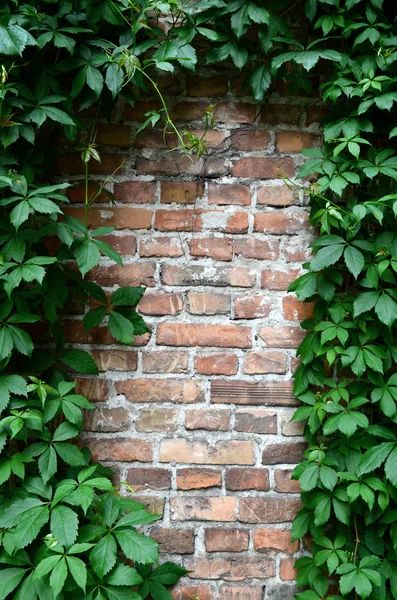 Old brick wall with vine — Stock Photo, Image