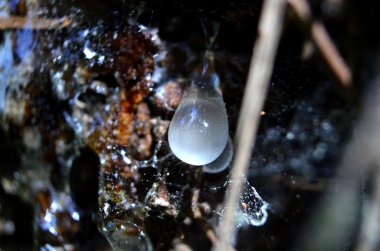 Ağaç reçinesi teslimi