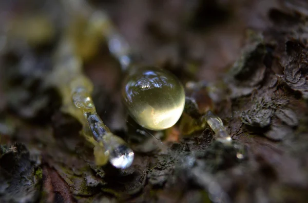 Gota de resina en el árbol —  Fotos de Stock