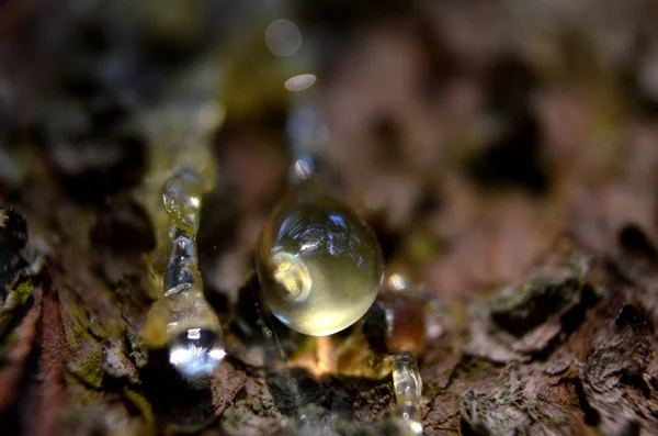 Gota de resina en el árbol — Foto de Stock