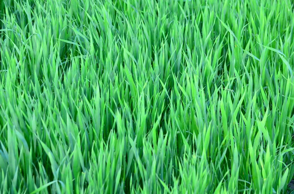 전체 녹색 보 리 곡물 — 스톡 사진