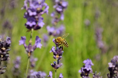 Lavanta çiçekleri ile arı