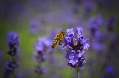 Lavanta çiçekleri ile arı