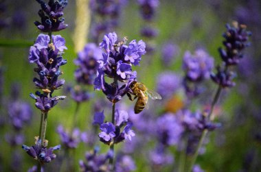 Lavanta çiçekleri ile arı