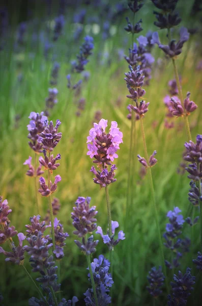 Lavender flowers landscape — Stock Photo, Image