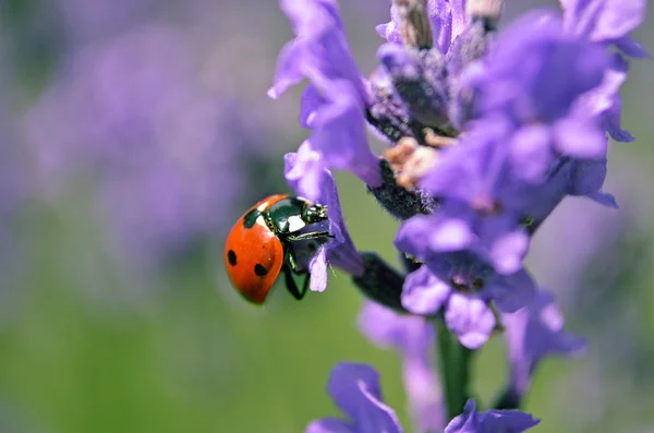 Inseto senhora nas flores — Fotografia de Stock