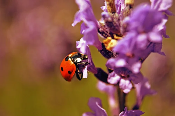 Inseto senhora nas flores — Fotografia de Stock