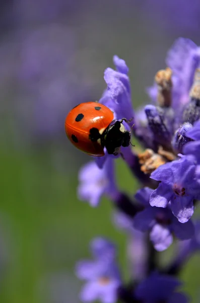 Inseto senhora nas flores — Fotografia de Stock