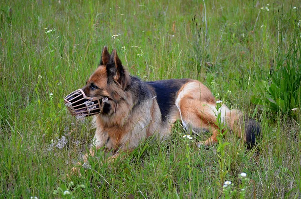 German shepherd muzzled