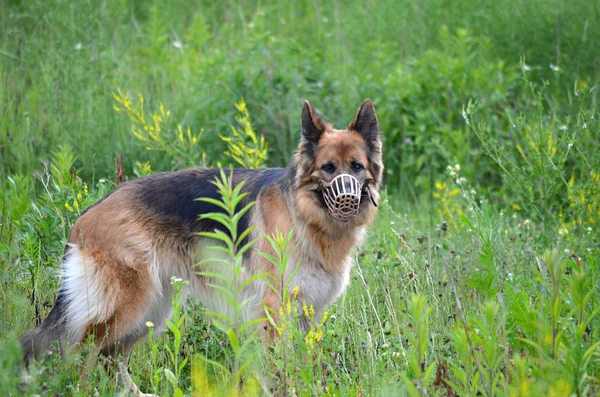 German shepherd muzzled