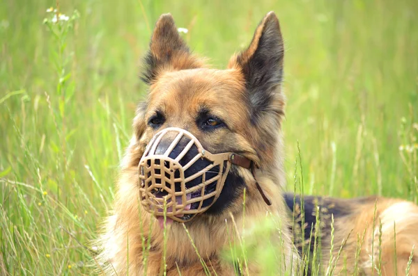 German shepherd muzzled
