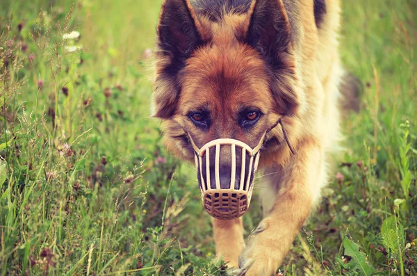 German shepherd muzzled — 图库照片