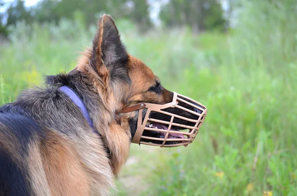 German shepherd muzzled