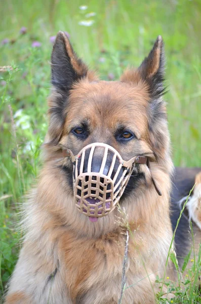 German shepherd muzzled