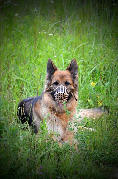 German shepherd muzzled