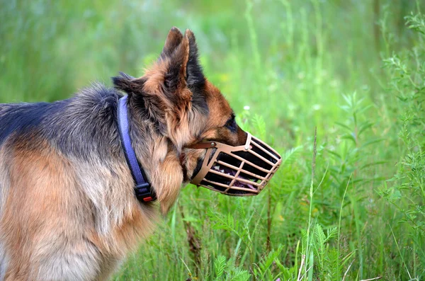 German shepherd muzzled