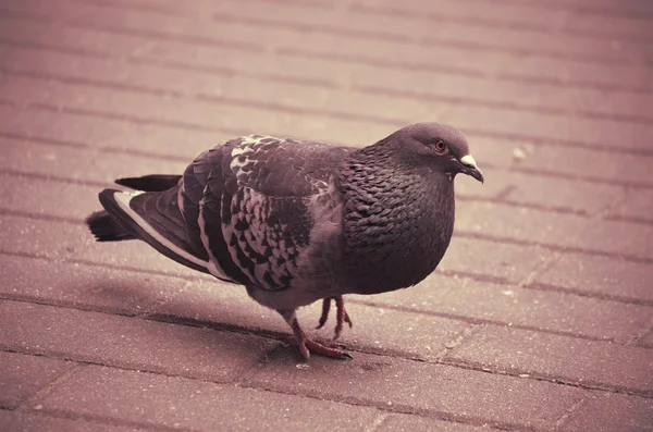 Pombo — Fotografia de Stock