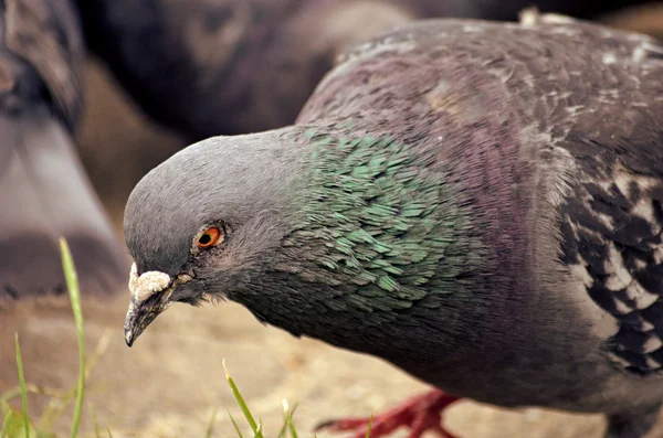 Pombo — Fotografia de Stock