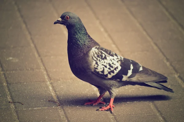 Pombo — Fotografia de Stock