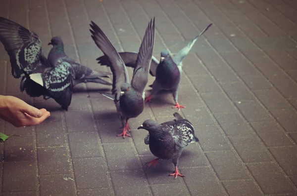 Pombo — Fotografia de Stock