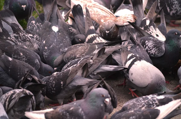 Pigeons — Stock Photo, Image