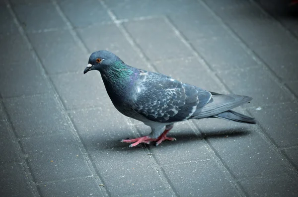 Pigeons — Photo