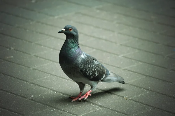 Pigeons — Stock Photo, Image