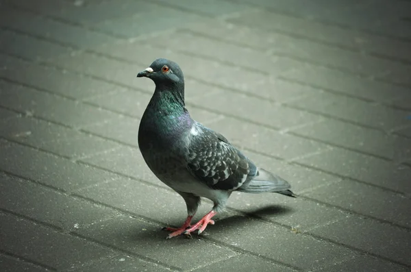 Tauben — Stockfoto