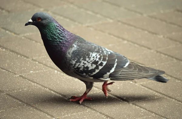 Palomas. —  Fotos de Stock