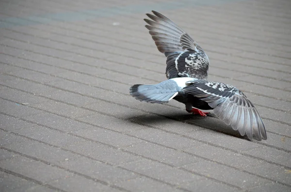 Pigeons — Photo