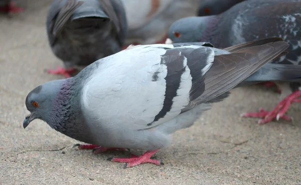 Pigeons in the city — Stock Photo, Image