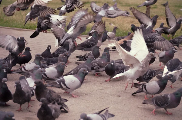 Pigeons in the city — Stock Photo, Image