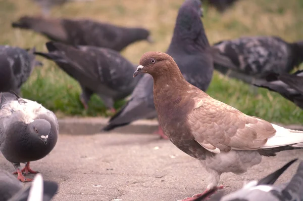 Palomas en la ciudad — Foto de Stock