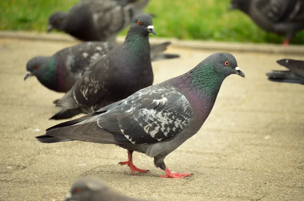 Pigeons in the city — Stock Photo, Image
