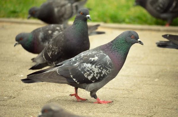 Palomas en la ciudad — Foto de Stock