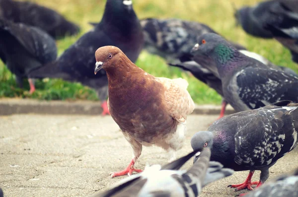 Piccioni in città — Foto Stock