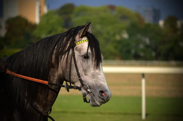 Courses de chevaux arabes — Photo