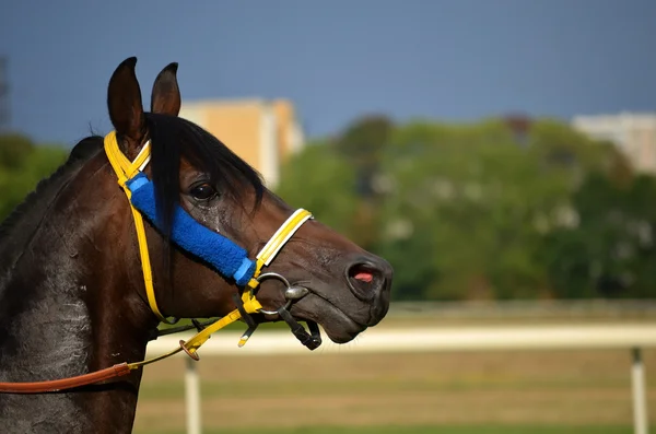 Arabe courses de chevaux sluzewiec — Photo