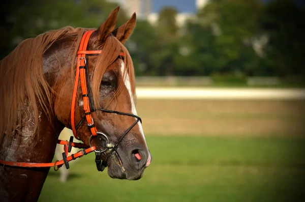 Arabe courses de chevaux sluzewiec — Photo