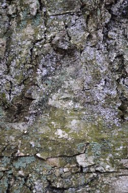 Ağaç kabuğu dokusu