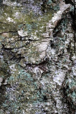 Ağaç kabuğu dokusu